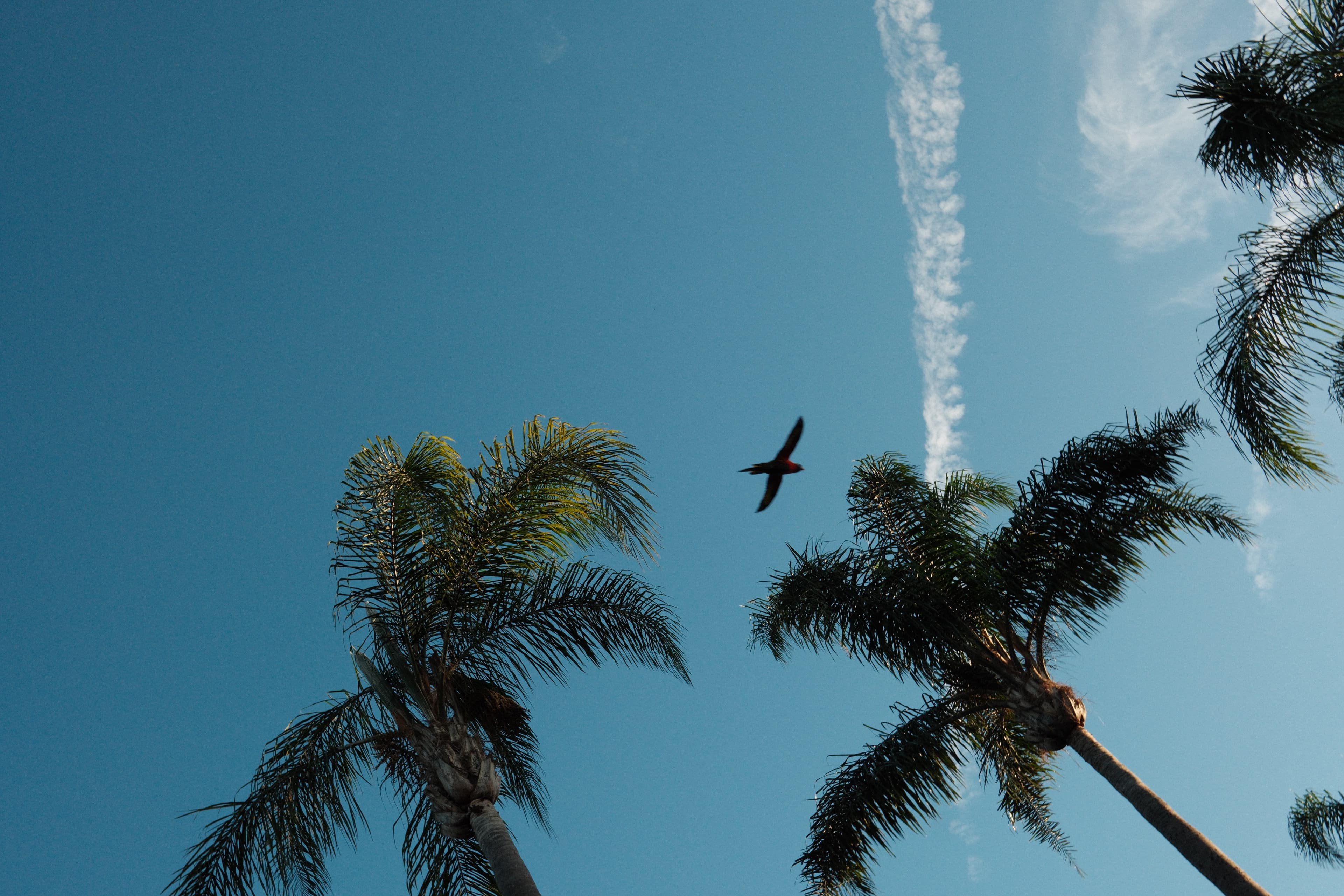 photograph: Lorikeet 